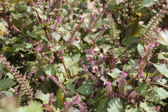 http://www.mukogawa-u.info/botanic/database/item/%E3%82%B7%E3%82%BD.jpg